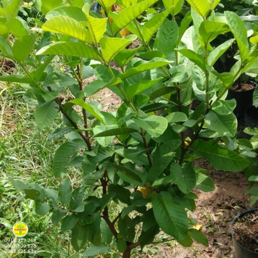 Ổi đủ chủng loại 