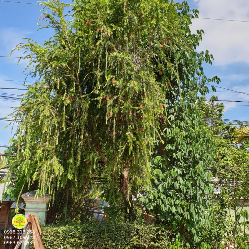 Liễu