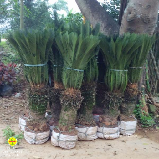 Cây thien tue