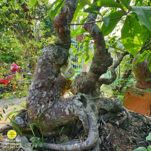 Lộc vừng Bonsai