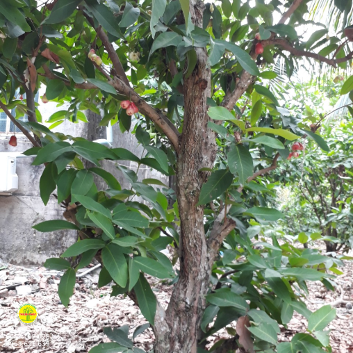 Mận