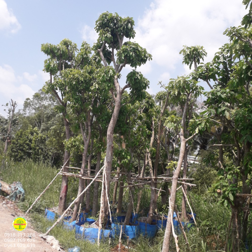 Cay loc vung