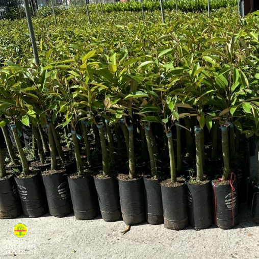 Sầu riêng đủ chủng loại 