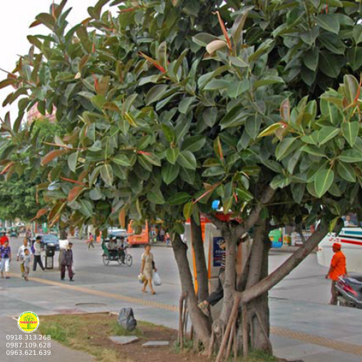 Đa Búp Đỏ