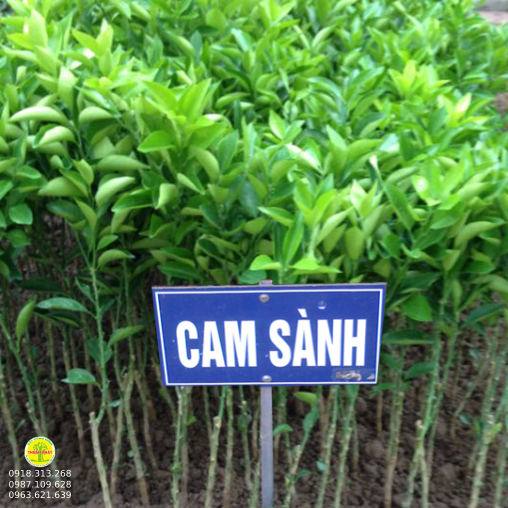  Cam Sành