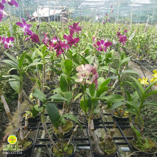 Lan Denro màu đủ loại