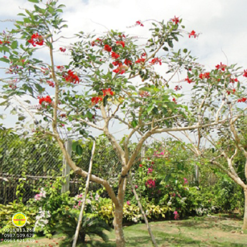 Osaca đỏ