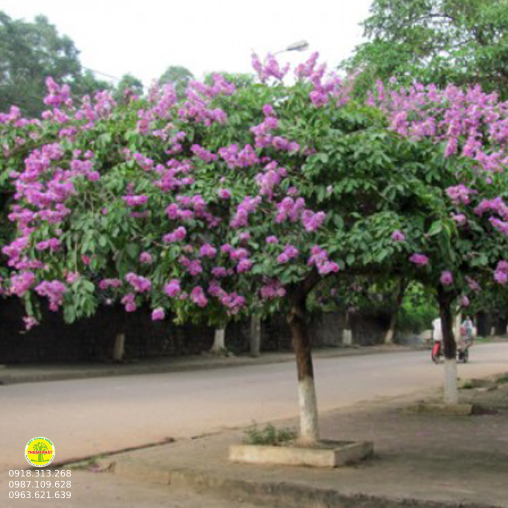  Móng Bò Tím