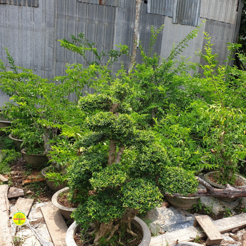 Nguyệt quyế
