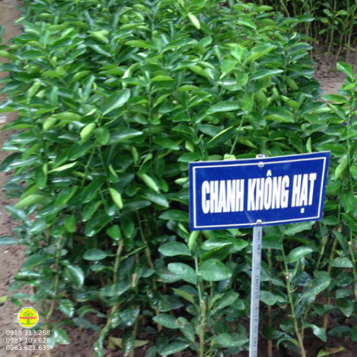 Chanh Không Hạt