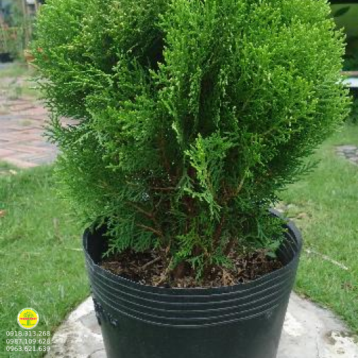 Trắc bách diệp