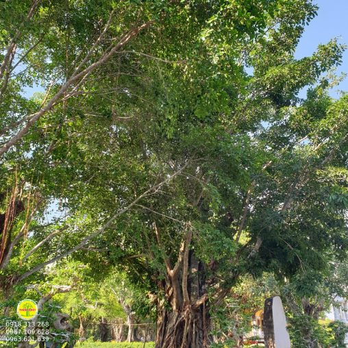 Cây sộp