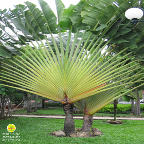 Chuối rẻ quạt