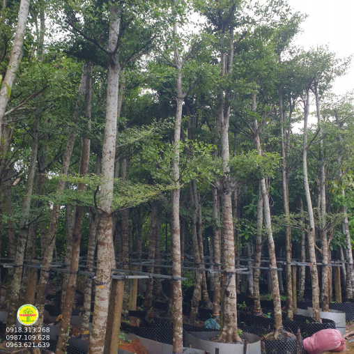 Bàng Đài Loan