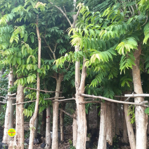 Bằng Lăng Tím
