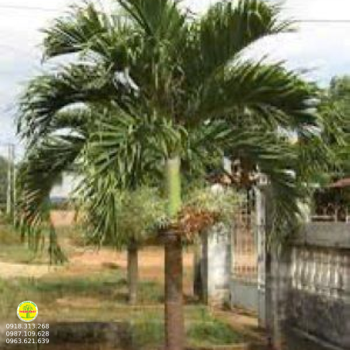 CAU TRẮNG 