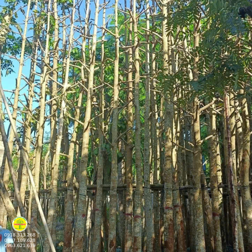 Cây Dầu Ráy