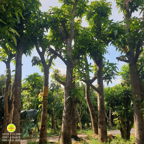 Xoài Cát Hoà Lộc