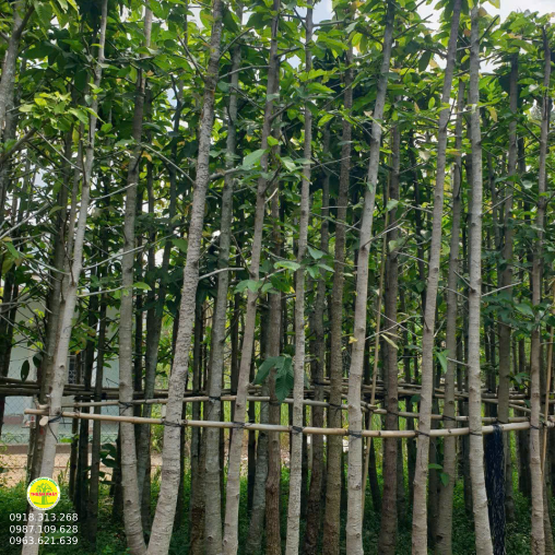 CÂY DẦU RÁY  