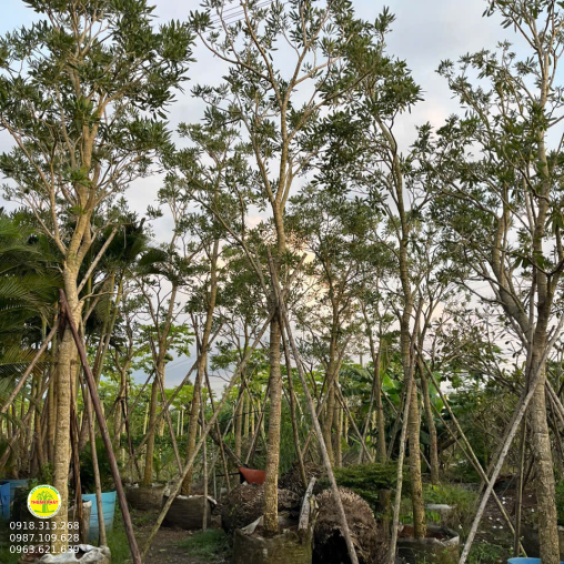 CÂY CHUÔNG VÀNG