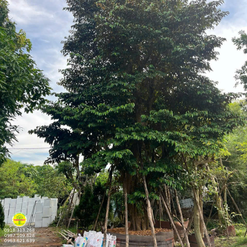 Vú sữa Lò Rèn